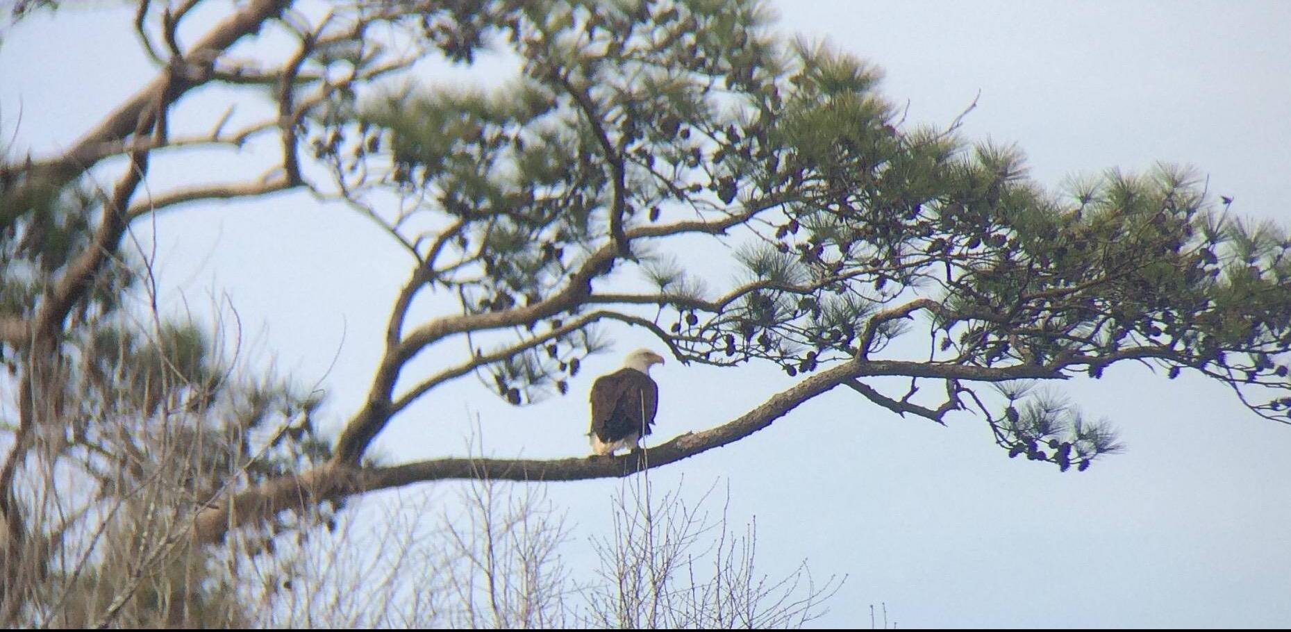 Trion Bald Eagle1